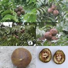 Attēlu rezultāti vaicājumam “Juglans x sinensis fruit”