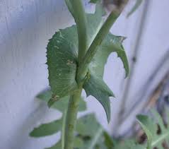Attēlu rezultāti vaicājumam “Sonchus oleraceus leaf”