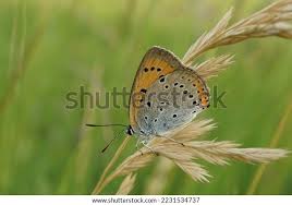 Attēlu rezultāti vaicājumam “Lycaena dispar underside”