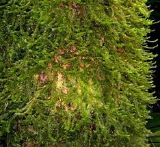 Attēlu rezultāti vaicājumam “Plagiochila”