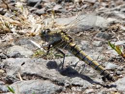 Attēlu rezultāti vaicājumam “Orthetrum cancellatum male”