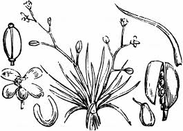 Attēlu rezultāti vaicājumam “Subularia aquatica”