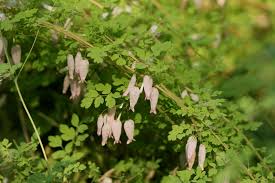 Image result for Adlumia cirrhosa