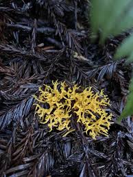 Attēlu rezultāti vaicājumam “Ramariopsis crocea”