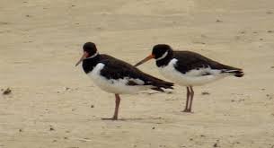 Attēlu rezultāti vaicājumam “Haematopus ostralegus”