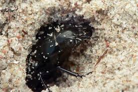 Attēlu rezultāti vaicājumam “Broscus cephalotes”