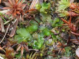 Attēlu rezultāti vaicājumam “Aneura pinguis”