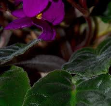 Image result for Saintpaulia ionantha Culitvar