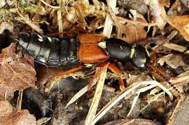 Attēlu rezultāti vaicājumam “Staphylinus erythropterus”