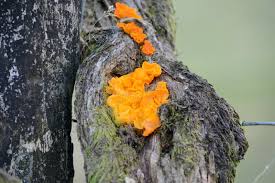 Attēlu rezultāti vaicājumam “Otidea leporina”