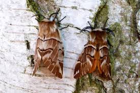 Attēlu rezultāti vaicājumam “Endromidae”