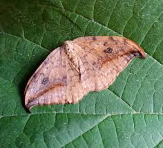 Attēlu rezultāti vaicājumam “Drepana falcataria”