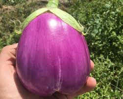 Afbeeldingsresultaat voor rosa bianca eggplant