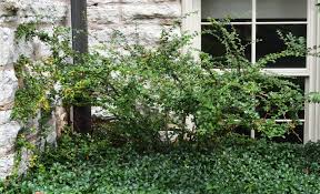 Attēlu rezultāti vaicājumam “Cotoneaster divaricatus”