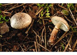 Attēlu rezultāti vaicājumam “Hemitrichia leiotricha macro”