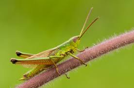 Attēlu rezultāti vaicājumam “Chrysochraon dispar”