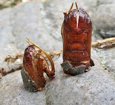 Attēlu rezultāti vaicājumam “Scardia boletella exuvia”