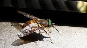 Attēlu rezultāti vaicājumam “Tabanidae”