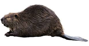 Image result for Beaver Sc