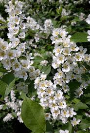 Attēlu rezultāti vaicājumam “Padus avium leaf”