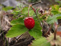 Image result for Rosengewächse