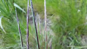 Attēlu rezultāti vaicājumam “Nardus stricta flower”
