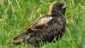 Image result for Dolichonyx oryzivorus