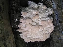 Attēlu rezultāti vaicājumam “Postia leucomallella”