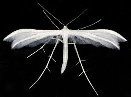 Attēlu rezultāti vaicājumam “Pterophorus pentadactyla”