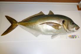 Image result for Pseudocaranx dentex