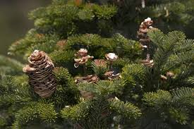 Attēlu rezultāti vaicājumam “Abies sibirica”