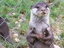 Image result for Worthing Otters