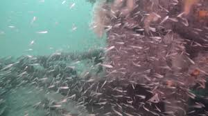 Image result for Meridian Sub-Aqua London