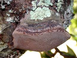 Attēlu rezultāti vaicājumam “Phellinus”