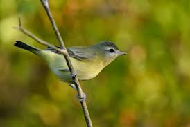 Image result for Vireo philadelphicus