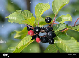 Attēlu rezultāti vaicājumam “Frangula alnus fruit”