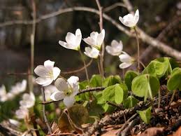 Attēlu rezultāti vaicājumam “Oxalis acetosella”