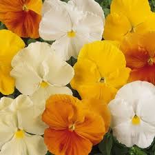 Image result for Viola x wittrockiana `Hiemalis`