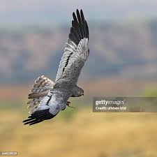 Attēlu rezultāti vaicājumam “Circus pygargus adult”