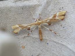 Attēlu rezultāti vaicājumam “Cnaemidophorus rhododactyla”