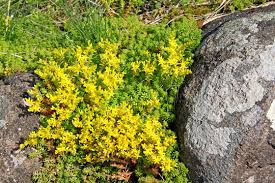 Attēlu rezultāti vaicājumam “Sedum sexangulare flower”