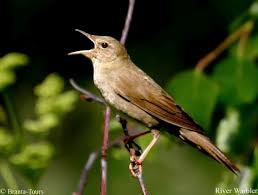 Image result for Locustella fluviatilis