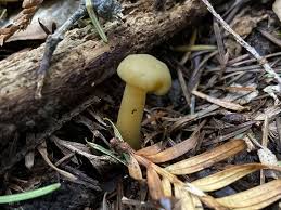 Attēlu rezultāti vaicājumam “Leotia lubrica”