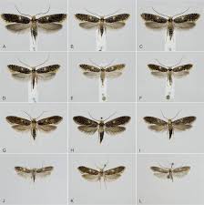 Attēlu rezultāti vaicājumam “Monopis weaverella”