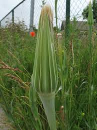 Attēlu rezultāti vaicājumam “Tragopogon heterospermus”