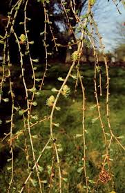 Attēlu rezultāti vaicājumam “Larix kaempferi female flower”