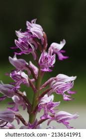Attēlu rezultāti vaicājumam “Orchis militaris”