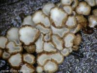 Attēlu rezultāti vaicājumam “Merismodes anomala”