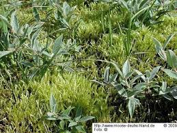 Attēlu rezultāti vaicājumam “Straminergon stramineum”