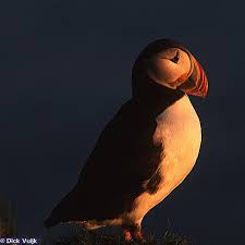 Image result for Fratercula arctica